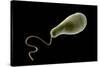 Conceptual Image of Euglena-null-Stretched Canvas