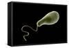 Conceptual Image of Euglena-null-Framed Stretched Canvas