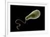 Conceptual Image of Euglena-null-Framed Art Print