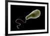 Conceptual Image of Euglena-null-Framed Art Print