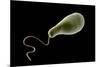 Conceptual Image of Euglena-null-Mounted Art Print