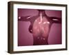 Conceptual Image of Female Body with Lungs, Glassy Look-null-Framed Art Print