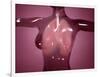 Conceptual Image of Female Body with Lungs, Glassy Look-null-Framed Art Print