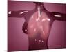 Conceptual Image of Female Body with Lungs, Glassy Look-null-Mounted Art Print