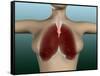 Conceptual Image of Female Body with Lungs-null-Framed Stretched Canvas