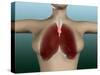 Conceptual Image of Female Body with Lungs-null-Stretched Canvas