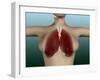 Conceptual Image of Female Body with Lungs-null-Framed Art Print