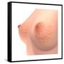 Conceptual Image of Female Breast Anatomy-null-Framed Stretched Canvas