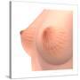 Conceptual Image of Female Breast Anatomy-null-Stretched Canvas
