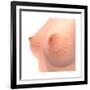 Conceptual Image of Female Breast Anatomy-null-Framed Art Print