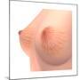 Conceptual Image of Female Breast Anatomy-null-Mounted Art Print