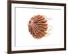 Conceptual Image of Female Breast Anatomy-null-Framed Art Print