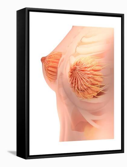 Conceptual Image of Female Breast Anatomy-null-Framed Stretched Canvas