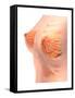 Conceptual Image of Female Breast Anatomy-null-Framed Stretched Canvas