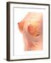 Conceptual Image of Female Breast Anatomy-null-Framed Art Print