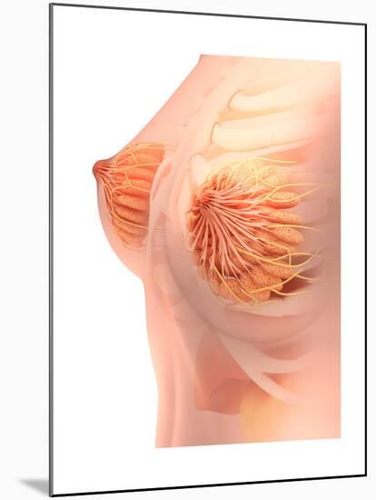 Conceptual Image of Female Breast Anatomy-null-Mounted Art Print