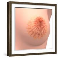 Conceptual Image of Female Breast Anatomy-null-Framed Art Print