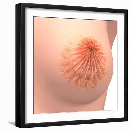 Conceptual Image of Female Breast Anatomy-null-Framed Art Print