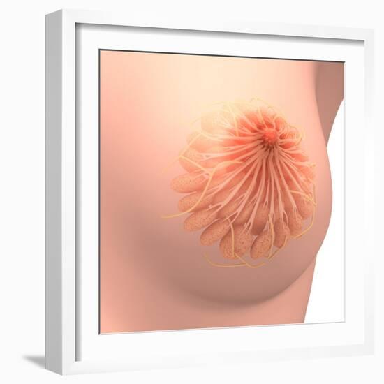 Conceptual Image of Female Breast Anatomy-null-Framed Art Print