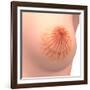 Conceptual Image of Female Breast Anatomy-null-Framed Art Print