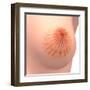 Conceptual Image of Female Breast Anatomy-null-Framed Art Print