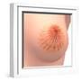 Conceptual Image of Female Breast Anatomy-null-Framed Art Print