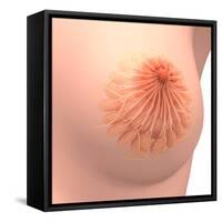 Conceptual Image of Female Breast Anatomy-null-Framed Stretched Canvas