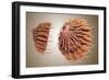 Conceptual Image of Female Breast Anatomy-null-Framed Art Print