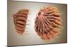 Conceptual Image of Female Breast Anatomy-null-Mounted Art Print