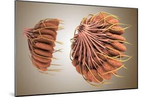 Conceptual Image of Female Breast Anatomy-null-Mounted Art Print