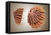 Conceptual Image of Female Breast Anatomy-null-Framed Stretched Canvas