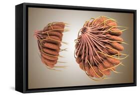 Conceptual Image of Female Breast Anatomy-null-Framed Stretched Canvas