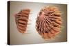 Conceptual Image of Female Breast Anatomy-null-Stretched Canvas