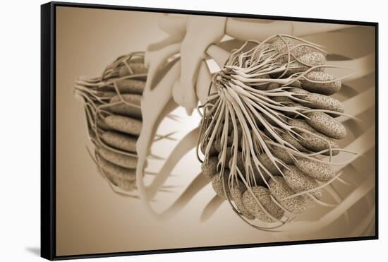 Conceptual Image of Female Breast Anatomy-null-Framed Stretched Canvas