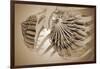 Conceptual Image of Female Breast Anatomy-null-Framed Art Print