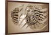 Conceptual Image of Female Breast Anatomy-null-Framed Art Print