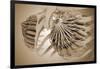 Conceptual Image of Female Breast Anatomy-null-Framed Art Print