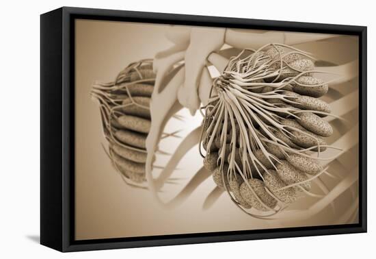 Conceptual Image of Female Breast Anatomy-null-Framed Stretched Canvas