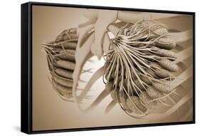 Conceptual Image of Female Breast Anatomy-null-Framed Stretched Canvas