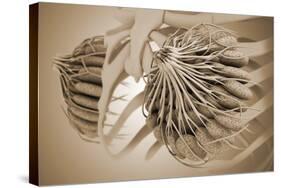 Conceptual Image of Female Breast Anatomy-null-Stretched Canvas