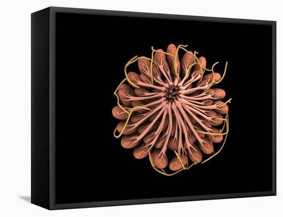 Conceptual Image of Female Breast Anatomy-null-Framed Stretched Canvas