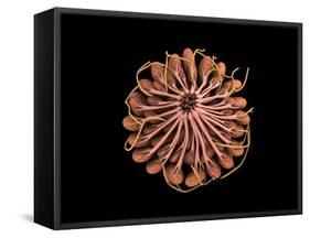 Conceptual Image of Female Breast Anatomy-null-Framed Stretched Canvas