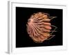 Conceptual Image of Female Breast Anatomy-null-Framed Art Print