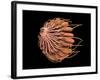 Conceptual Image of Female Breast Anatomy-null-Framed Art Print