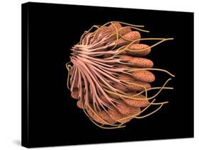 Conceptual Image of Female Breast Anatomy-null-Stretched Canvas