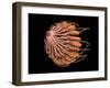 Conceptual Image of Female Breast Anatomy-null-Framed Art Print