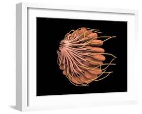 Conceptual Image of Female Breast Anatomy-null-Framed Art Print