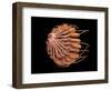 Conceptual Image of Female Breast Anatomy-null-Framed Art Print