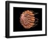 Conceptual Image of Female Breast Anatomy-null-Framed Art Print