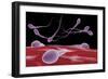 Conceptual Image of Fertilization-null-Framed Premium Giclee Print